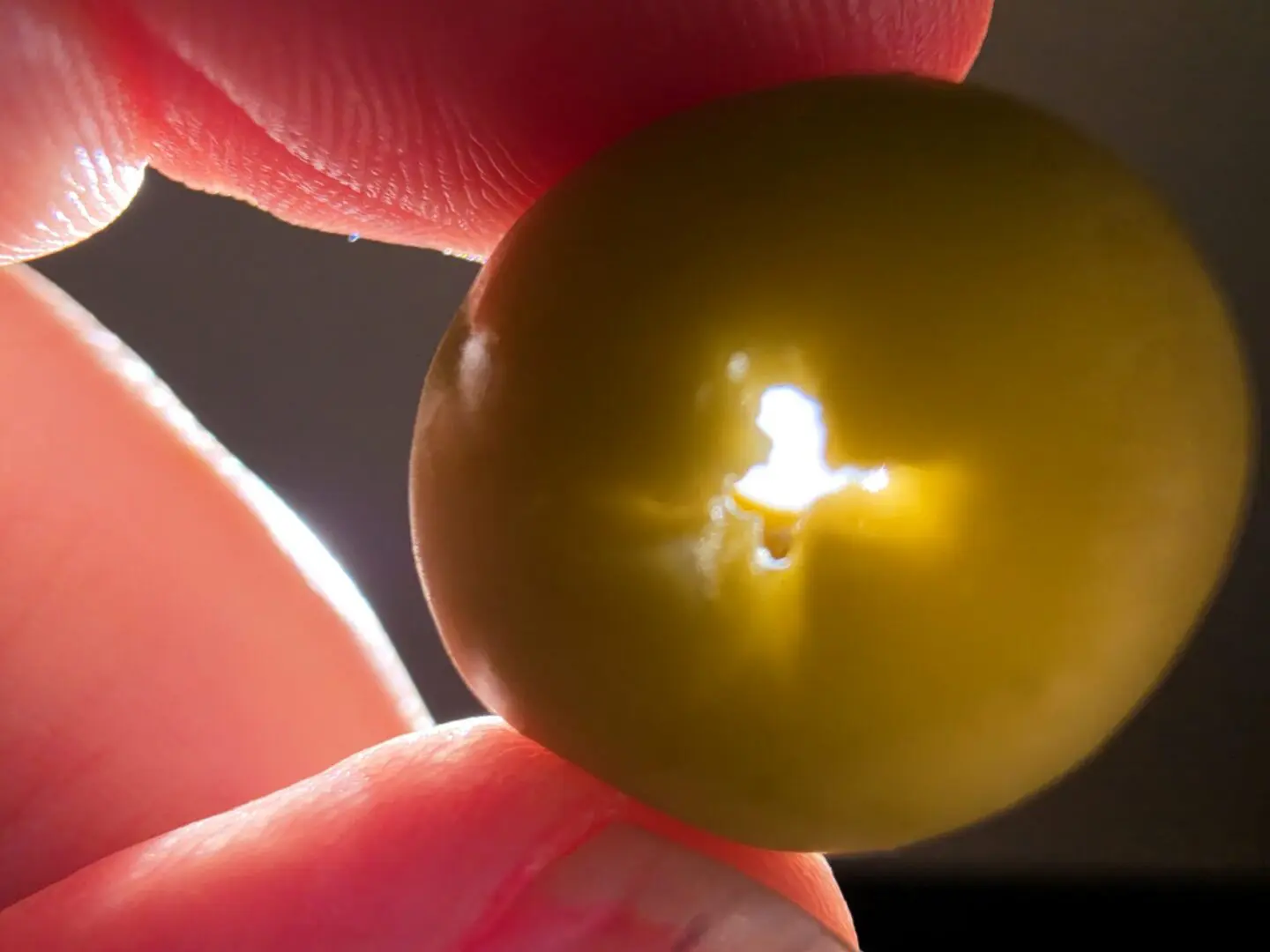 Backlit green grape held between fingers
