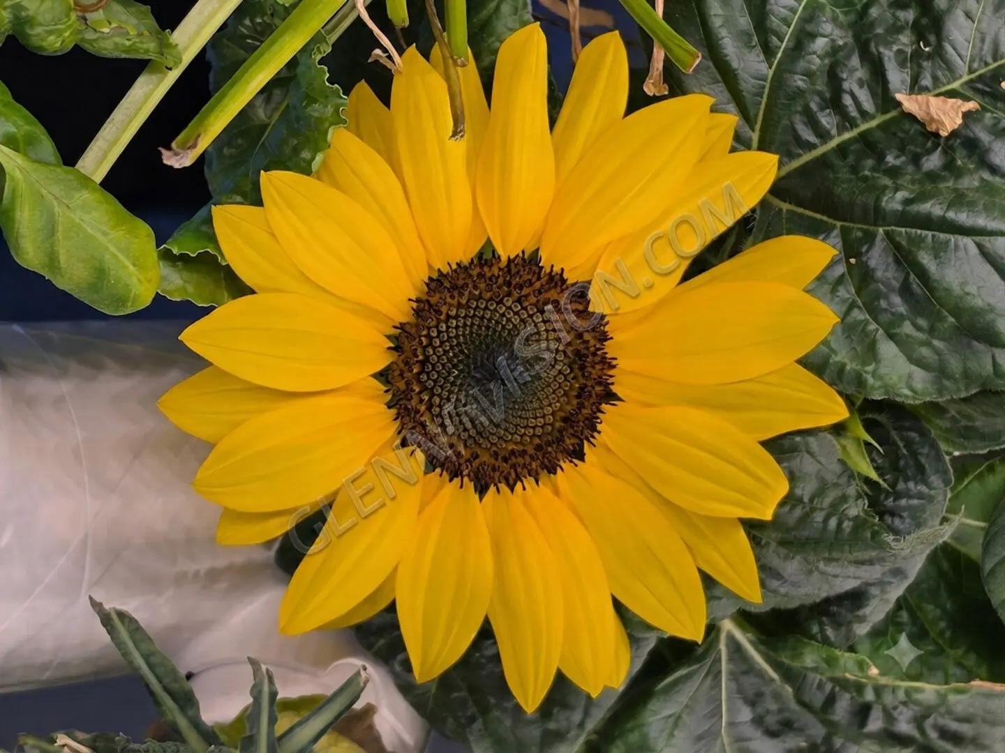 Bright yellow sunflower with green leaves